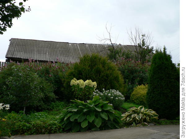 Спирею надо прореживать