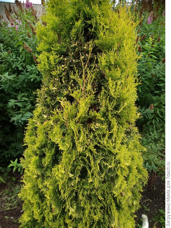 Слева выбрил до зелёной хвои