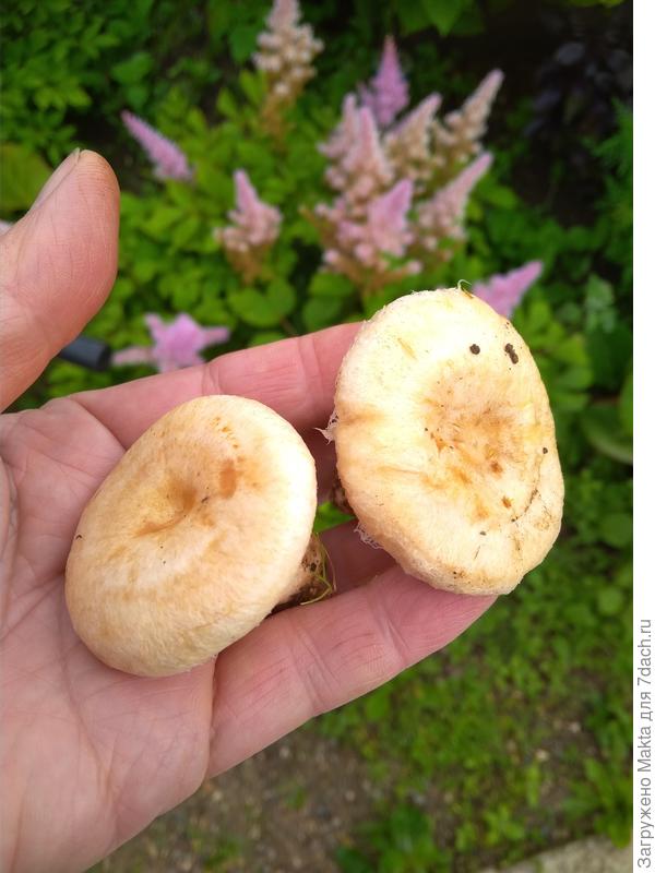 Вчерашние волнушки