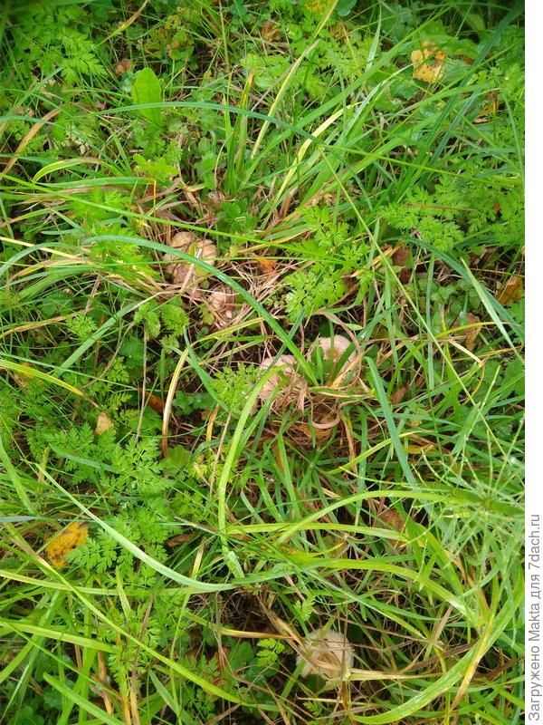 11 штук в траве