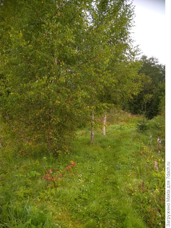 Тропка в лес, справа вдали темный вход