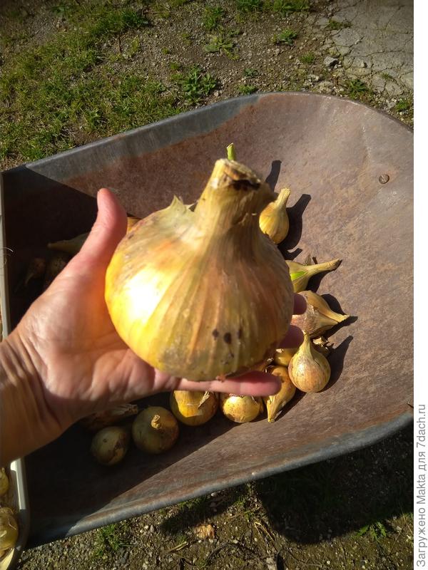 Самая крупная луковица