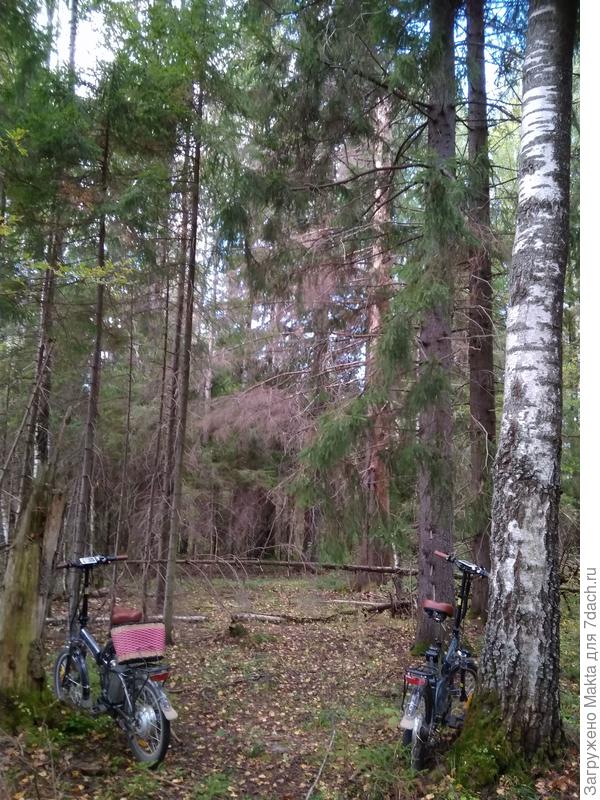 Поставили велосипеды, корзинка тоже моя