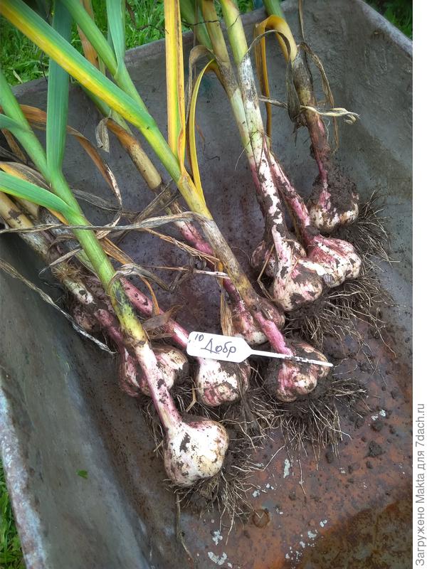 Из 3-х целых головок