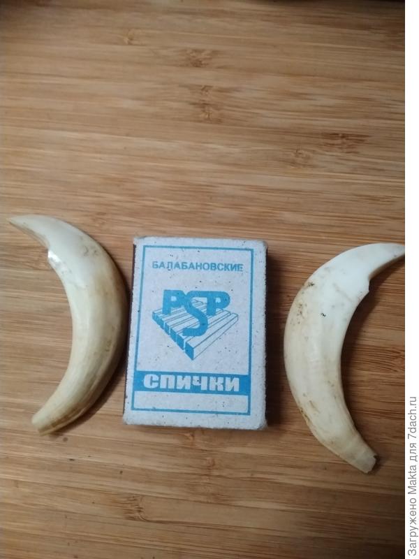 Клыки кабанчика