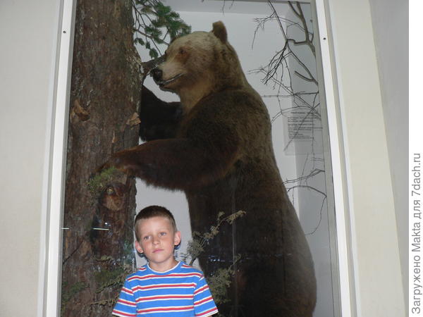 В музее природы