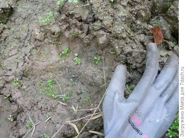 Мишкин след