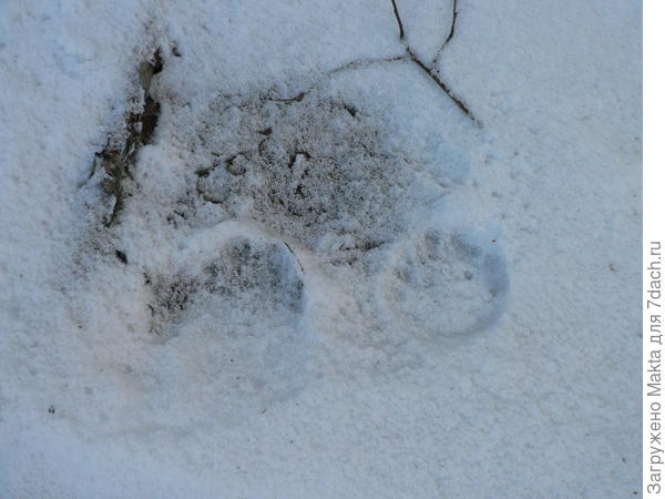 Здесь медвежонок