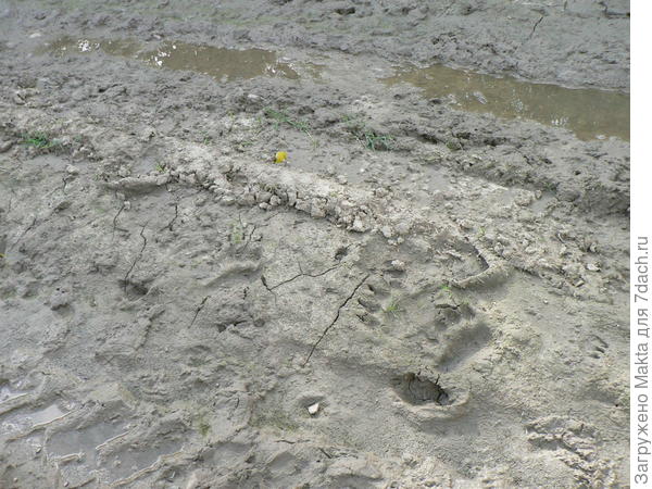 Около овсяного поля