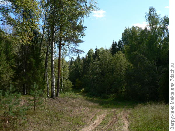 Лесная дорога