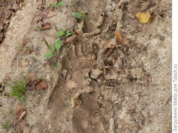 Сразу не поняли, чей след. До ближайшей деревни 7 км