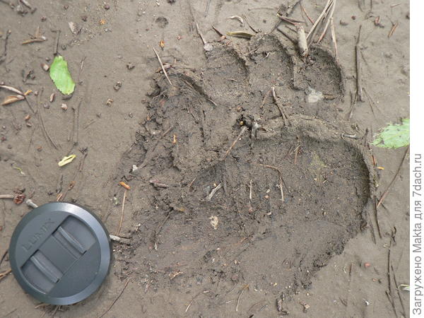 май 2014, первые следы в 400 м от нас