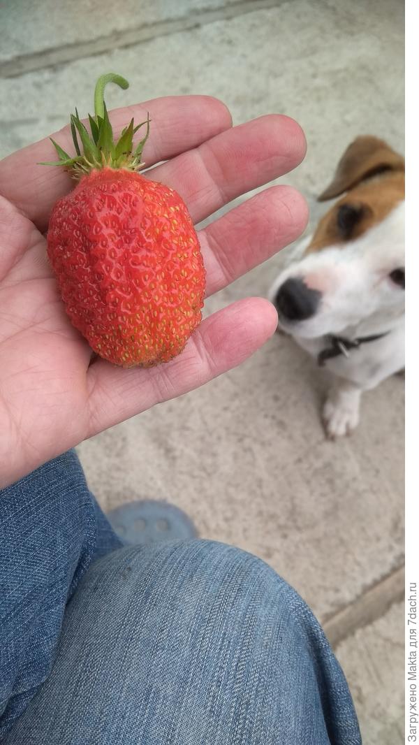 Классическая &amp;quot;Студенческая&amp;quot;