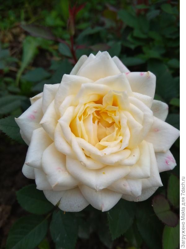 С Днём рождения!