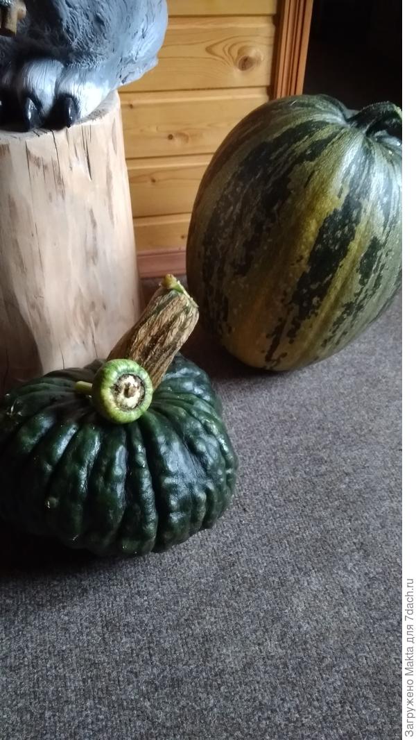 Получила &amp;quot;небывалый&amp;quot; урожай)))