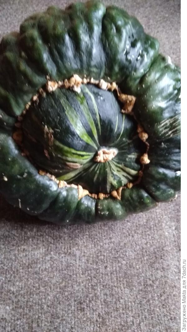 Сорт &amp;quot;Марина из Киоджа&amp;quot;