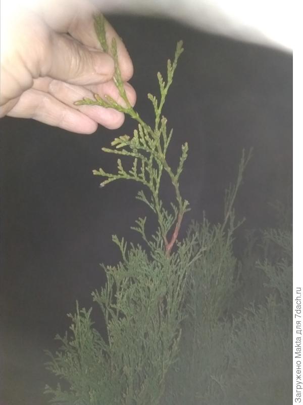 Сколько отрезать - наш выбор.