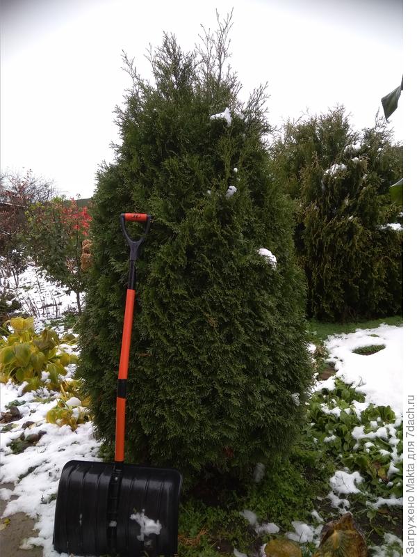 Смарагд, которая сильно обгорела и сейчас исправлена