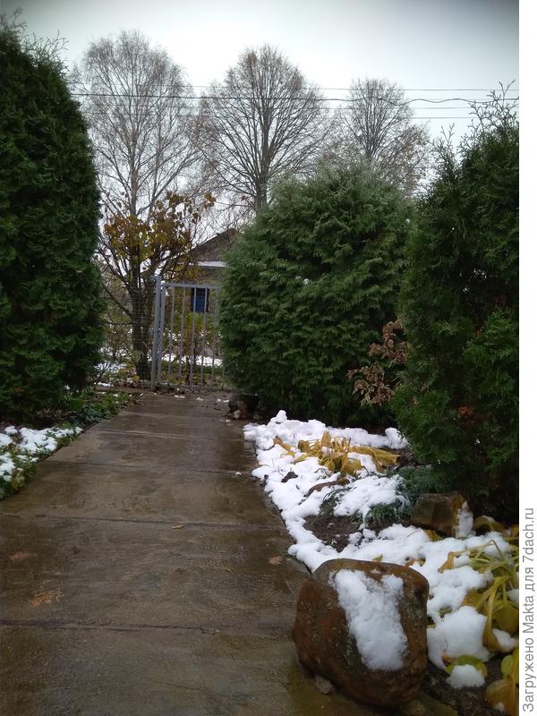 Слева Смарагд, посажена в 2005 с открытой корневой системой 2-леткой