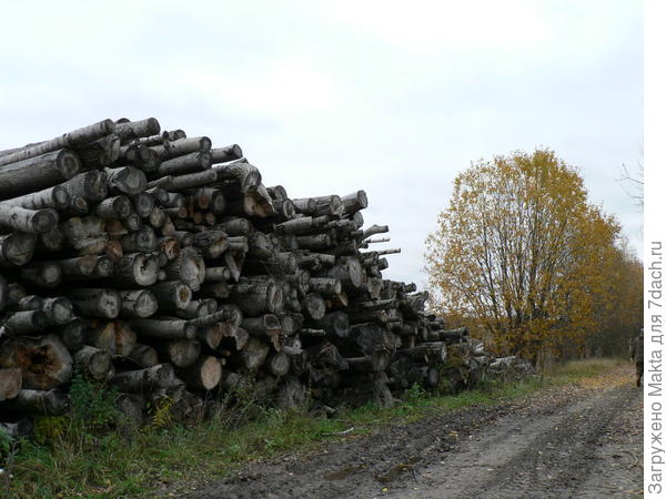 Кругом лес вырубается, эти штабеля никому не нужны уже 3-й год