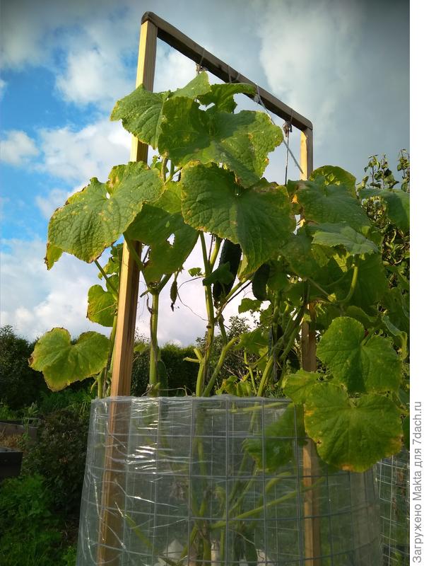 Эти уже заканчивают плодоношение, здесь есть мини-тепличка сверху бочонка, Стешка не смогла достать огурцы. 31 августа
