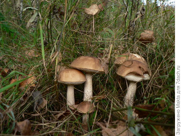 Ватага, там ещё три было