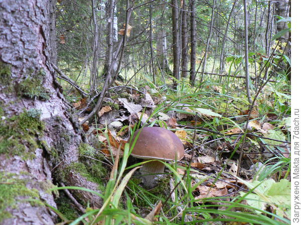 Поздний белый