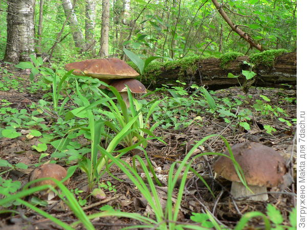 Когда не хочется срезать)))