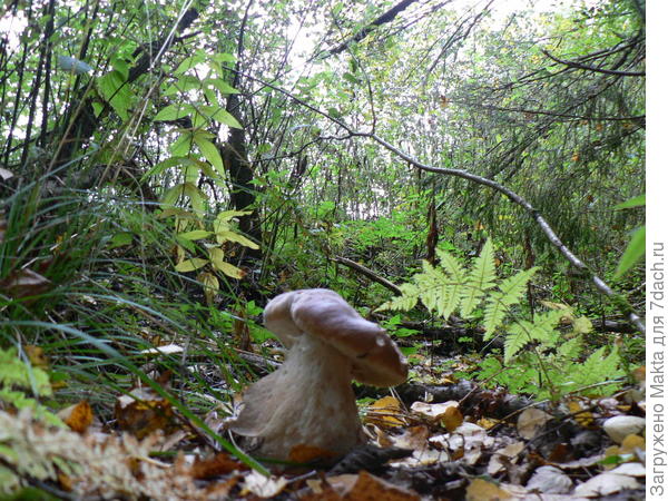 Боровичок-толстячок