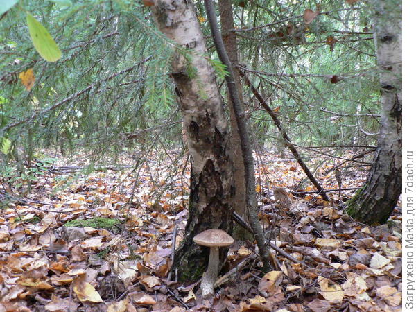 Подберёзовик под березкой