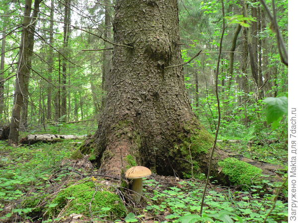 В одиночестве под елью