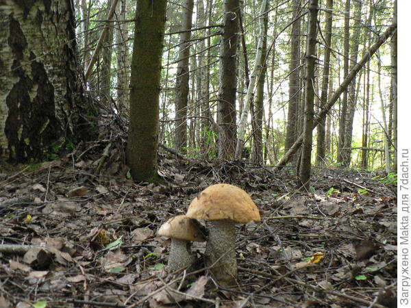 и его осенние собратья