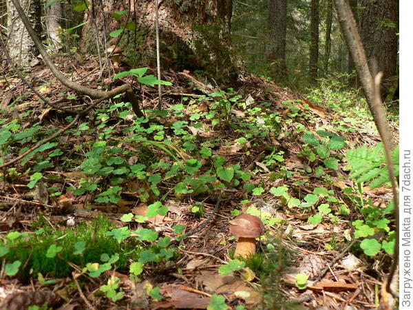 Моховик. Они здесь ценятся.