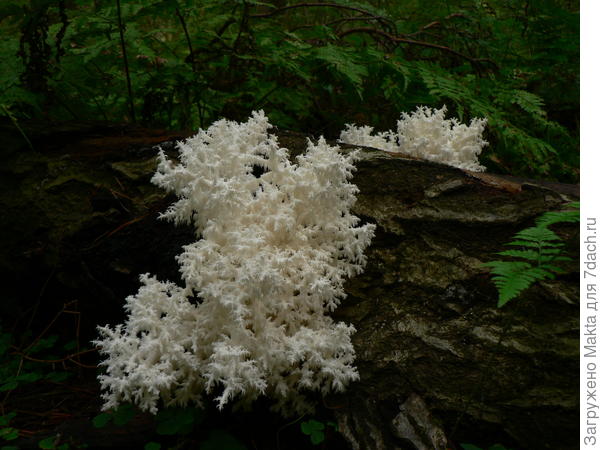 Один из ежовиков. Красив в сумерках особенно