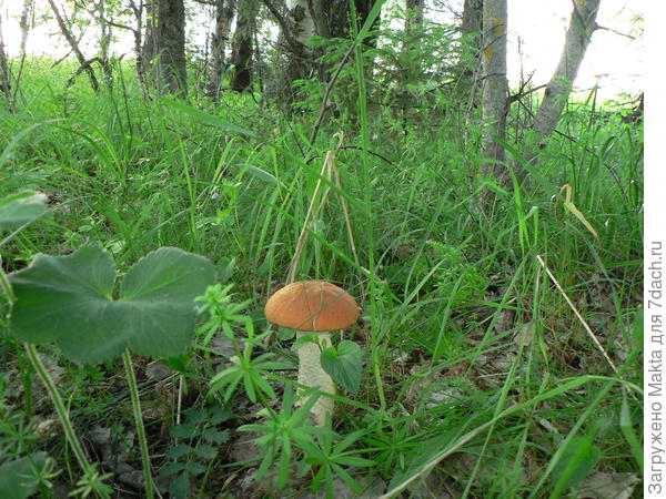 Этот подосиновик нашла 6 июня