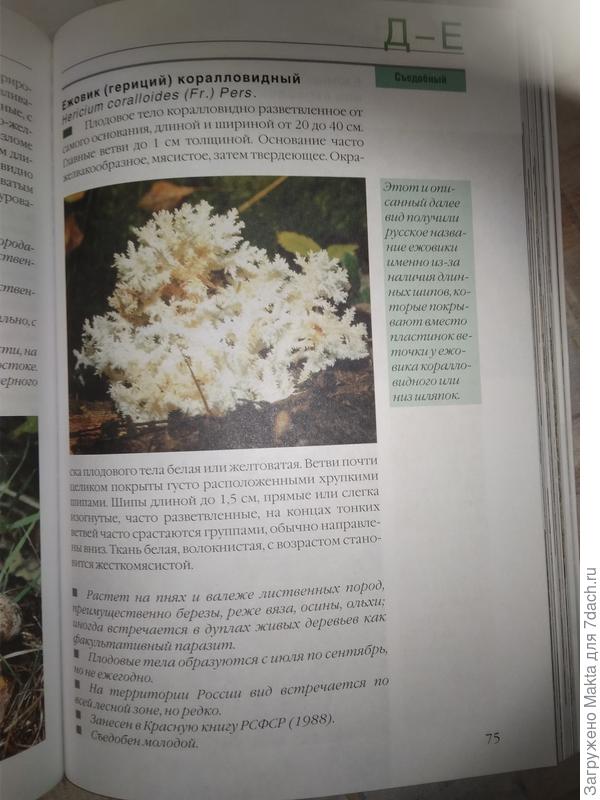Ежовик коралловидный