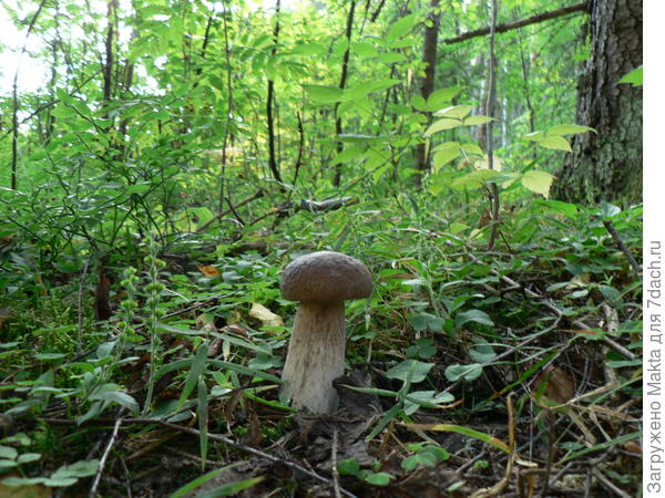 Жалко срезать!!!