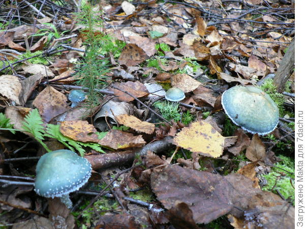 Строфария сине-зелёная.Съедобен в свежем виде. Кожицу надо снять