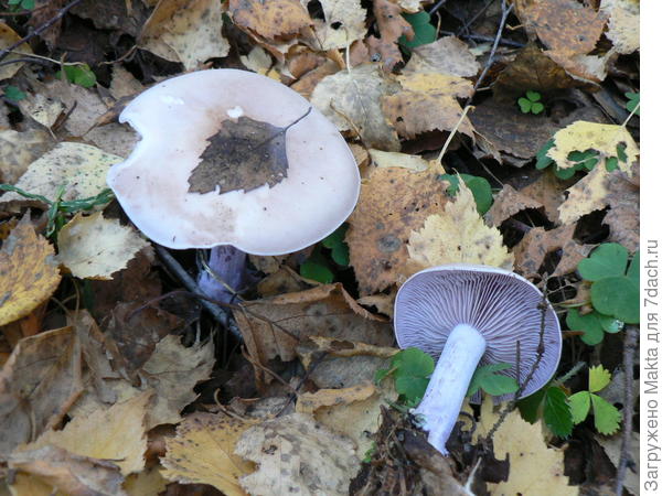 ??? ни разу не видела ни у кого в корзинах. По форме похожа на рядовку.