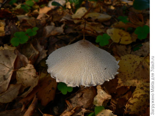 ??? В диаметре до 5-ти см, пластинки белые, ножка гладкая. Гриб октября