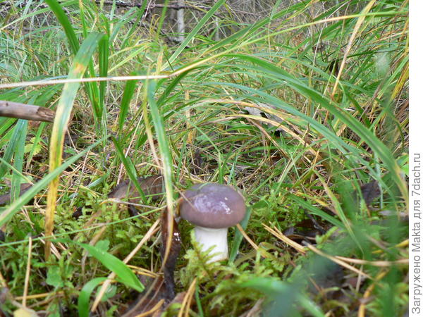 Мокруха пурпуровая или блестящая. Съедобен. Чаще в сосновом лесу. При кулинарной обработке становится пурпурным.