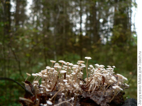 ??? Веселая группа