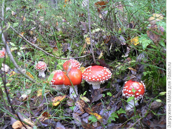Классическая примета: есть мухоморы или валуи - ищи белые)))