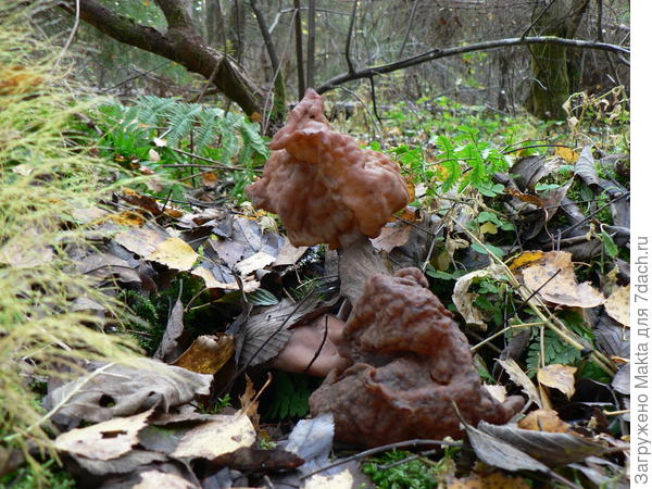 Лопастник осенний, или строчок осенний. Условно-съедобный. Селится на пожарищах, остатках костров.