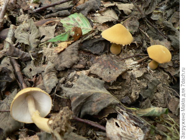 ??? Гриб октября