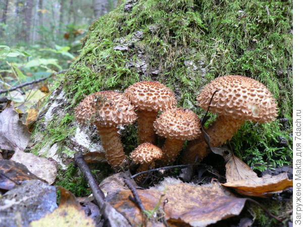 Чешуйчатка разрушающая. Несъедобный, запах неприятный