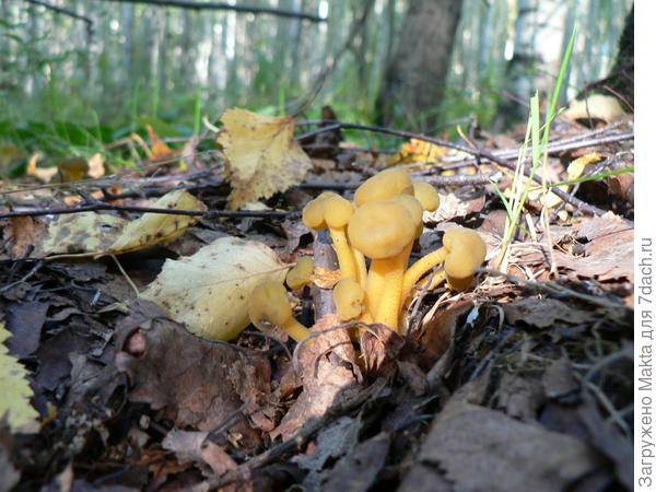 Такие же... вроде бы