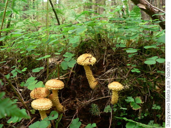 Чешуйчатка огненная - вся в шипах