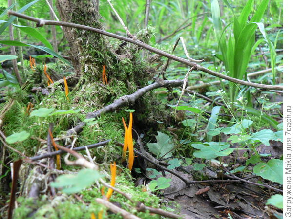 Огоньки среди мха. Калоцера клейкая. Растёт на гниющей древесине