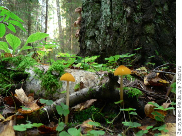 Фото получилось нечетким. У этой парочки всё есть - и шляпа и нога